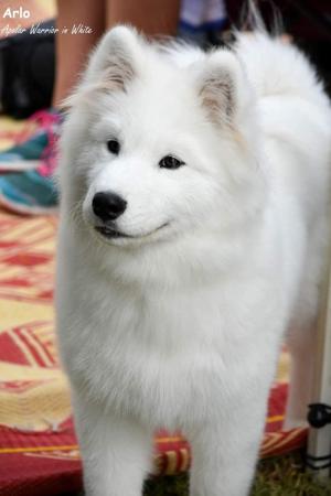 Samoyed for sale by OKELANI