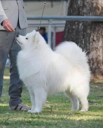 Samoyed for sale by OKELANI