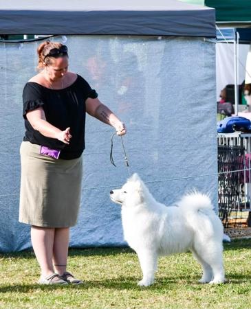 Samoyed for sale by OKELANI