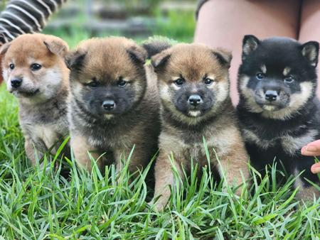 Shiba Inu puppy for sale by MATISSEALASKAMAL