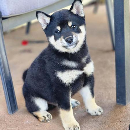 Shiba Inu puppy for sale by MATISSEALASKAMAL