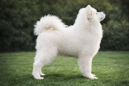 Samoyed puppy for sale by MATISSEALASKAMAL