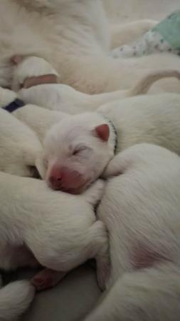 Samoyed puppy for sale by MATISSEALASKAMAL