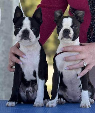 Boston Terrier for sale by TOPLACE