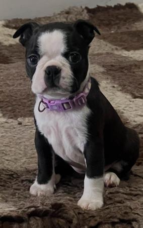 Boston Terrier for sale by TOPLACE