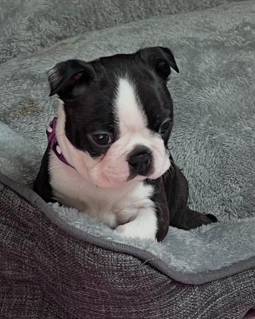 Boston Terrier for sale by TOPLACE