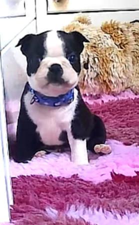 Boston Terrier for sale by TOPLACE
