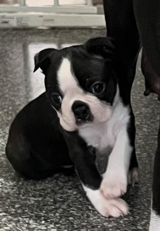 Boston Terrier for sale by TOPLACE