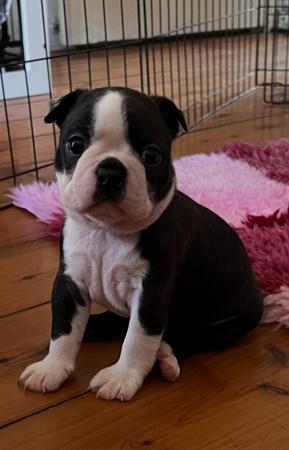 Boston Terrier for sale by TOPLACE