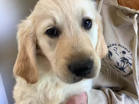 Golden Retriever for sale by GOLDPARINGA