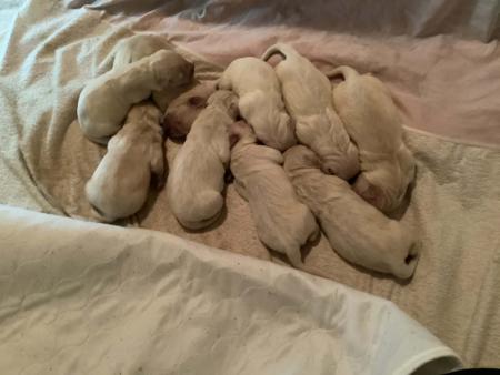 Golden Retriever for sale by GOLDPARINGA