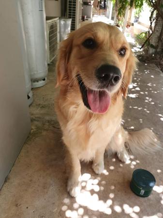Golden Retriever for sale by GOLDPARINGA