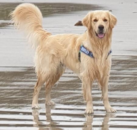 Golden Retriever for sale by GOLDPARINGA