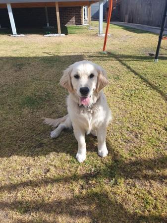 Golden Retriever for sale by GOLDPARINGA