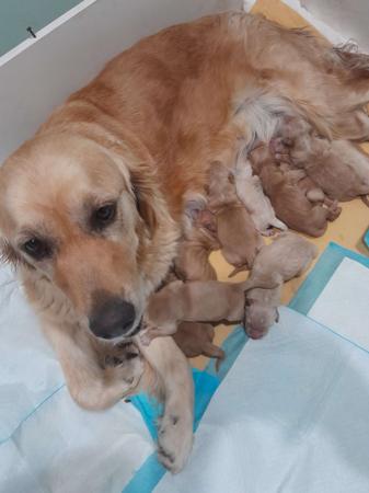 Golden Retriever for sale by GOLDPARINGA