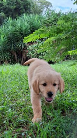 Golden Retriever for sale by GOLDPARINGA