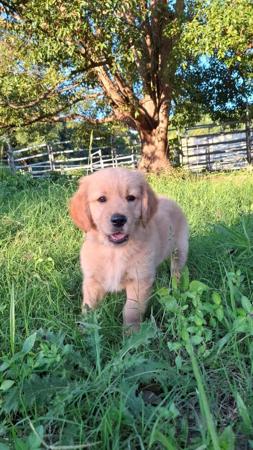 Golden Retriever for sale by GOLDPARINGA