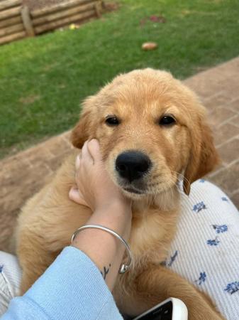 Golden Retriever for sale by GOLDPARINGA