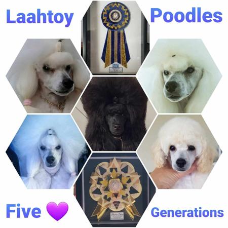 Poodle (Toy) for sale by LAAHTOY