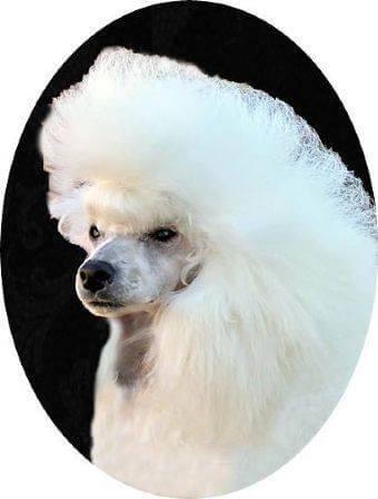 Poodle (Toy) for sale by LAAHTOY