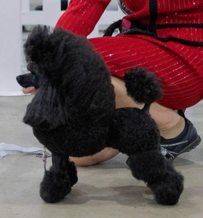 Poodle (Toy) for sale by LAAHTOY