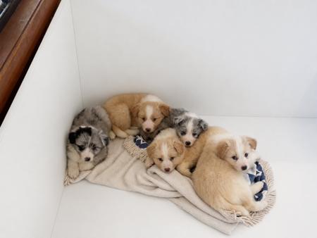 Border Collie puppy for sale by BORDERWARTHA