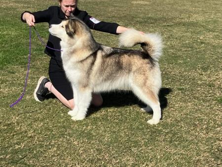 Alaskan Malamute for sale by DARKSKY