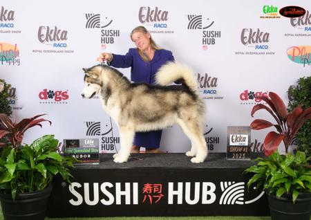 Alaskan Malamute for sale by ICERIVA