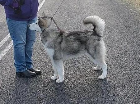 Alaskan Malamute for sale by ICERIVA