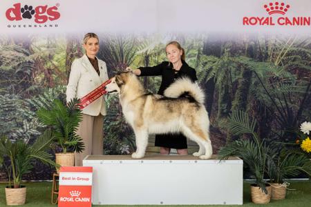 Alaskan Malamute for sale by ICERIVA