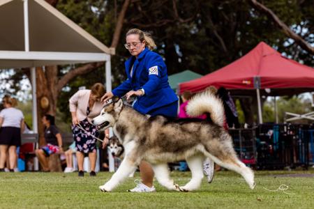 Alaskan Malamute for sale by ICERIVA