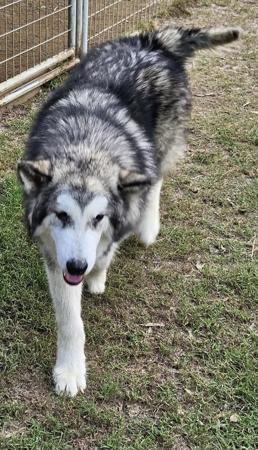 Alaskan Malamute puppy for sale by DARKSKY