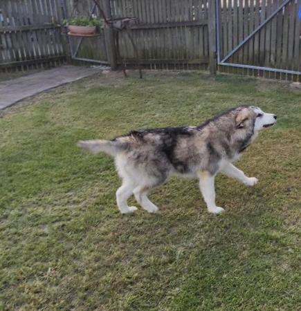 Alaskan Malamute dog for sale by DARKSKY