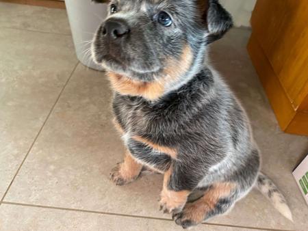 Australian Cattle Dog for sale by BURKESBLUES