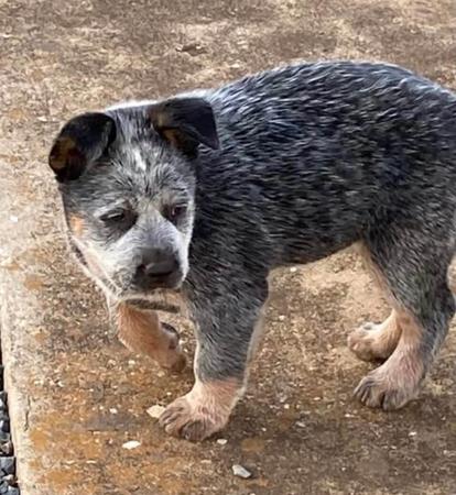 Australian Cattle Dog for sale by BURKESBLUES