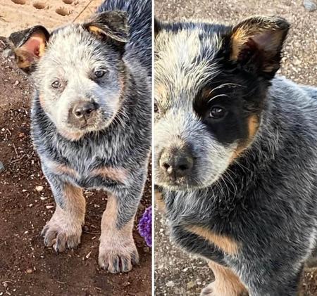Australian Cattle Dog for sale by BURKESBLUES