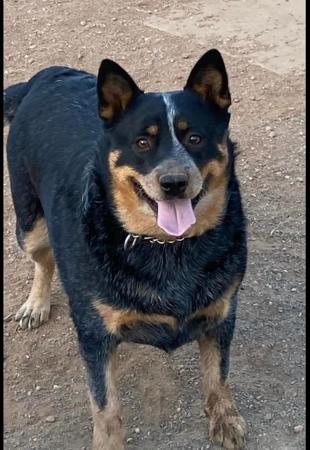 Australian Cattle Dog for sale by BURKESBLUES