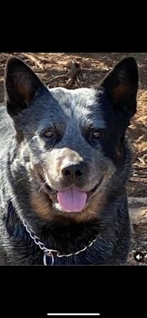 Australian Cattle Dog for sale by BURKESBLUES