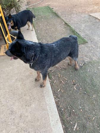 Australian Cattle Dog for sale by BURKESBLUES