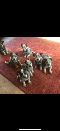 Australian Cattle Dog for sale by BURKESBLUES