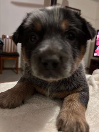 Australian Cattle Dog puppy for sale by BURKESBLUES