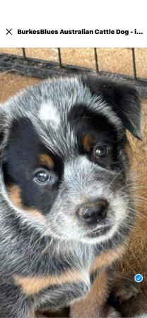 Australian Cattle Dog puppy for sale by BURKESBLUES