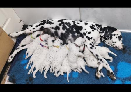 Dalmatian for sale by JALORCA