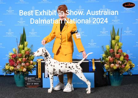 Dalmatian for sale by JALORCA