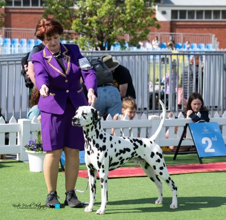 Dalmatian for sale by JALORCA