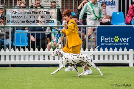 Dalmatian for sale by JALORCA