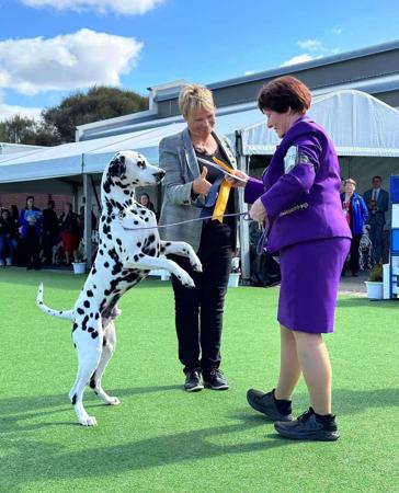 Dalmatian for sale by JALORCA