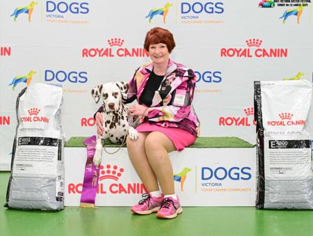 Dalmatian for sale by JALORCA