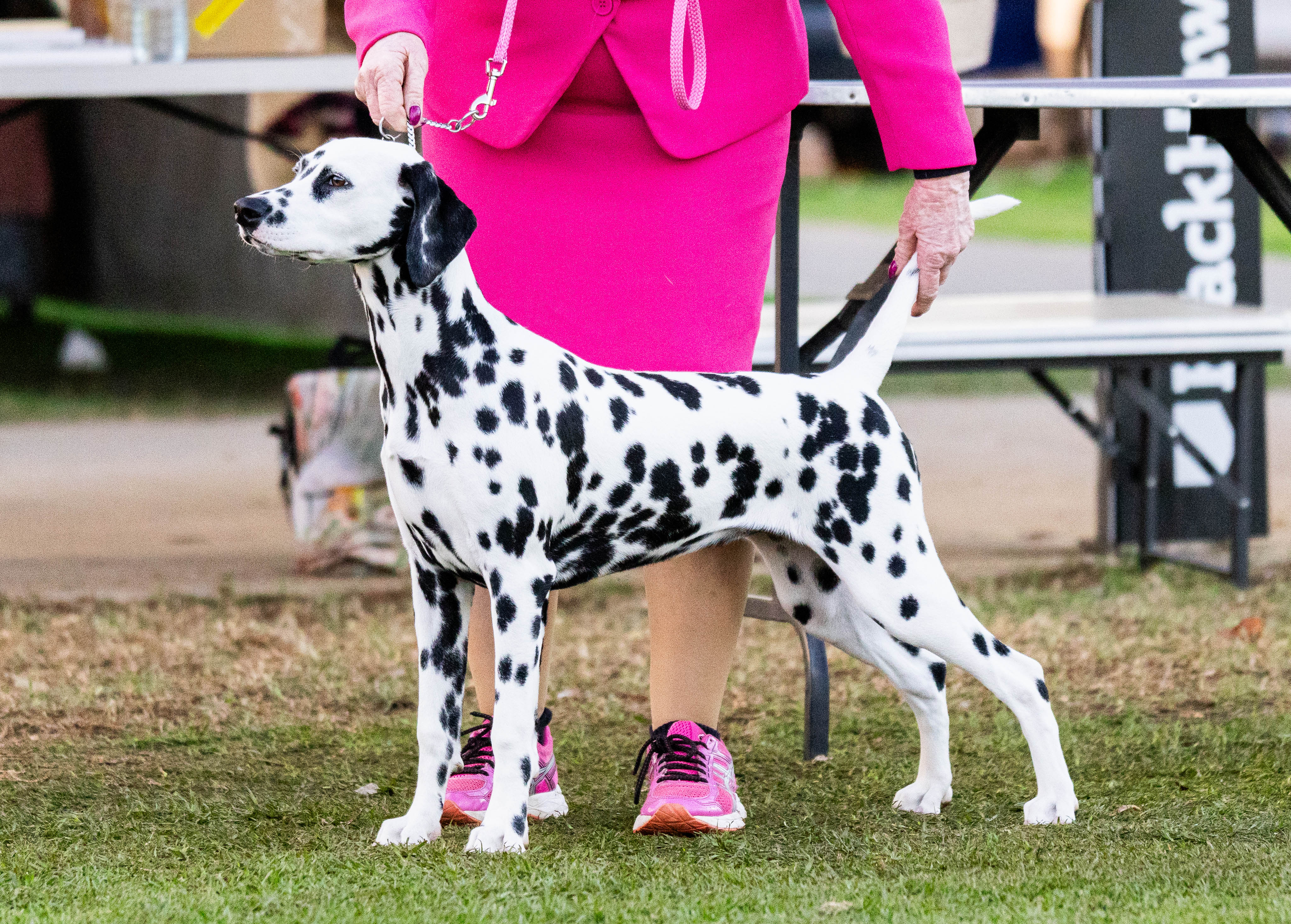 Dalmatian puppy for sale by JALORCA