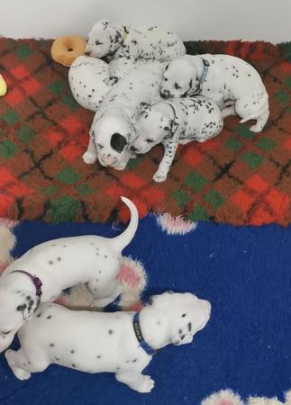Dalmatian puppy for sale by JALORCA